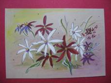 flori-de-anca-elena-p-ytean