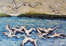 migratia-pelicanilor-sozopol