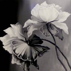 trandafiri-albi-2