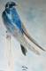 pasarea-albastra
