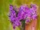 violet-flowers-1
